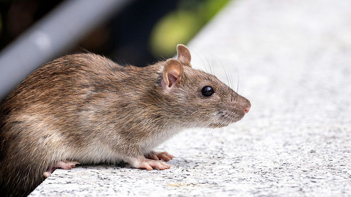 Крыс может отпугивать запах мяты
