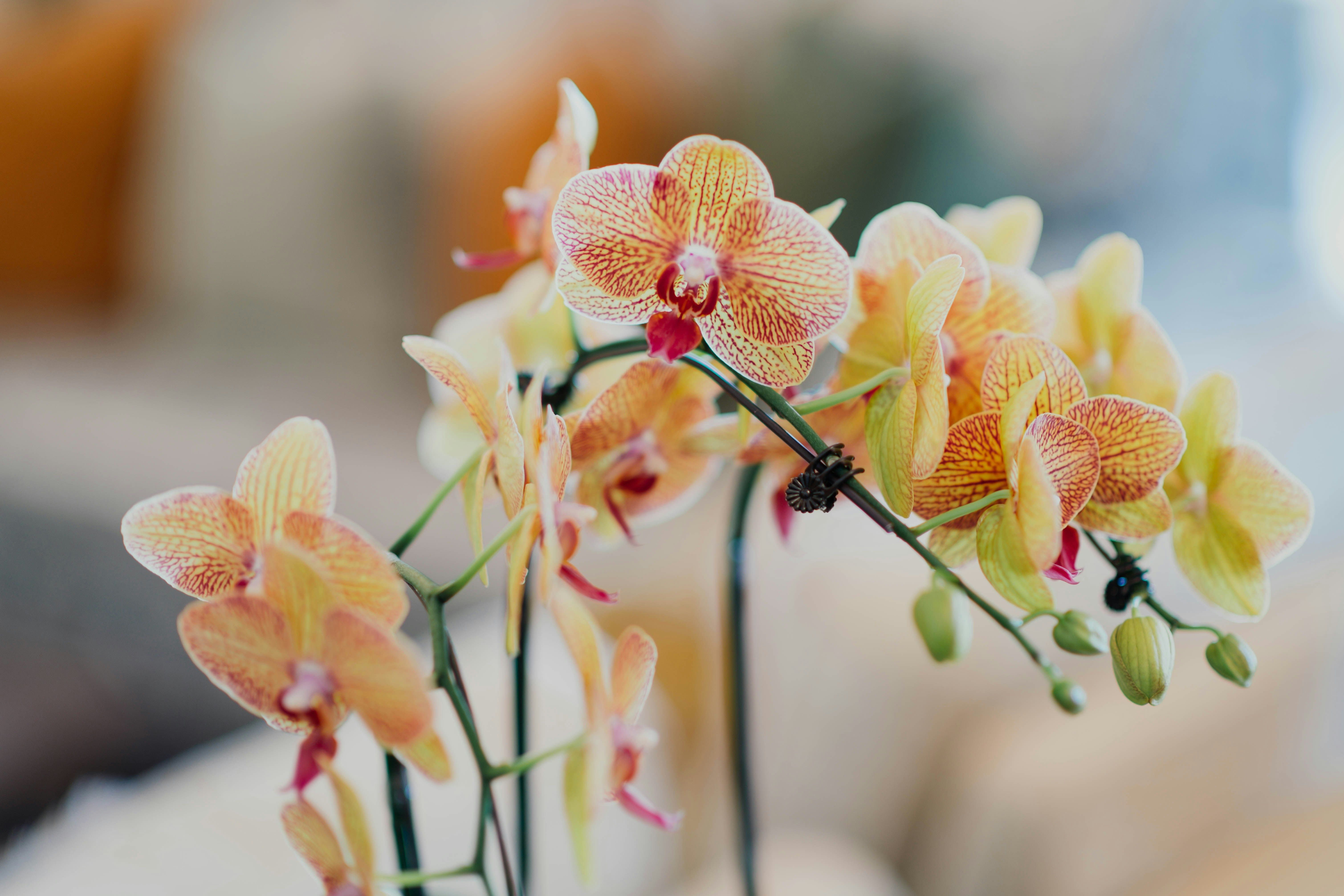 Чим підживити орхідею - як правильно доглядати за орхідеями в домашніх умовах - Поради