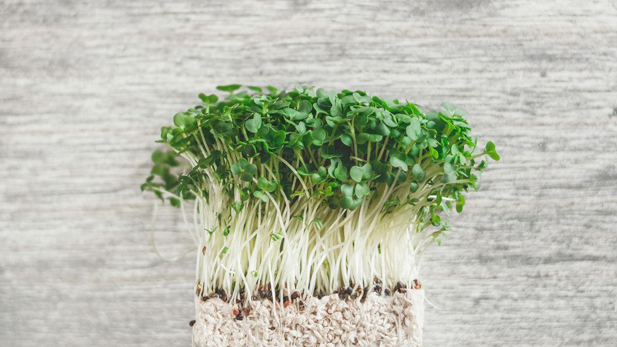 Микрозелень можно вырастить на подоконнике