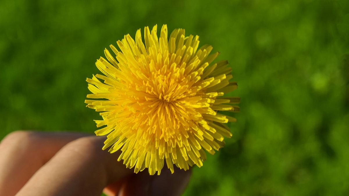 Как избавиться от одуванчиков возле дома Как избавиться от одуванчиков возле дома