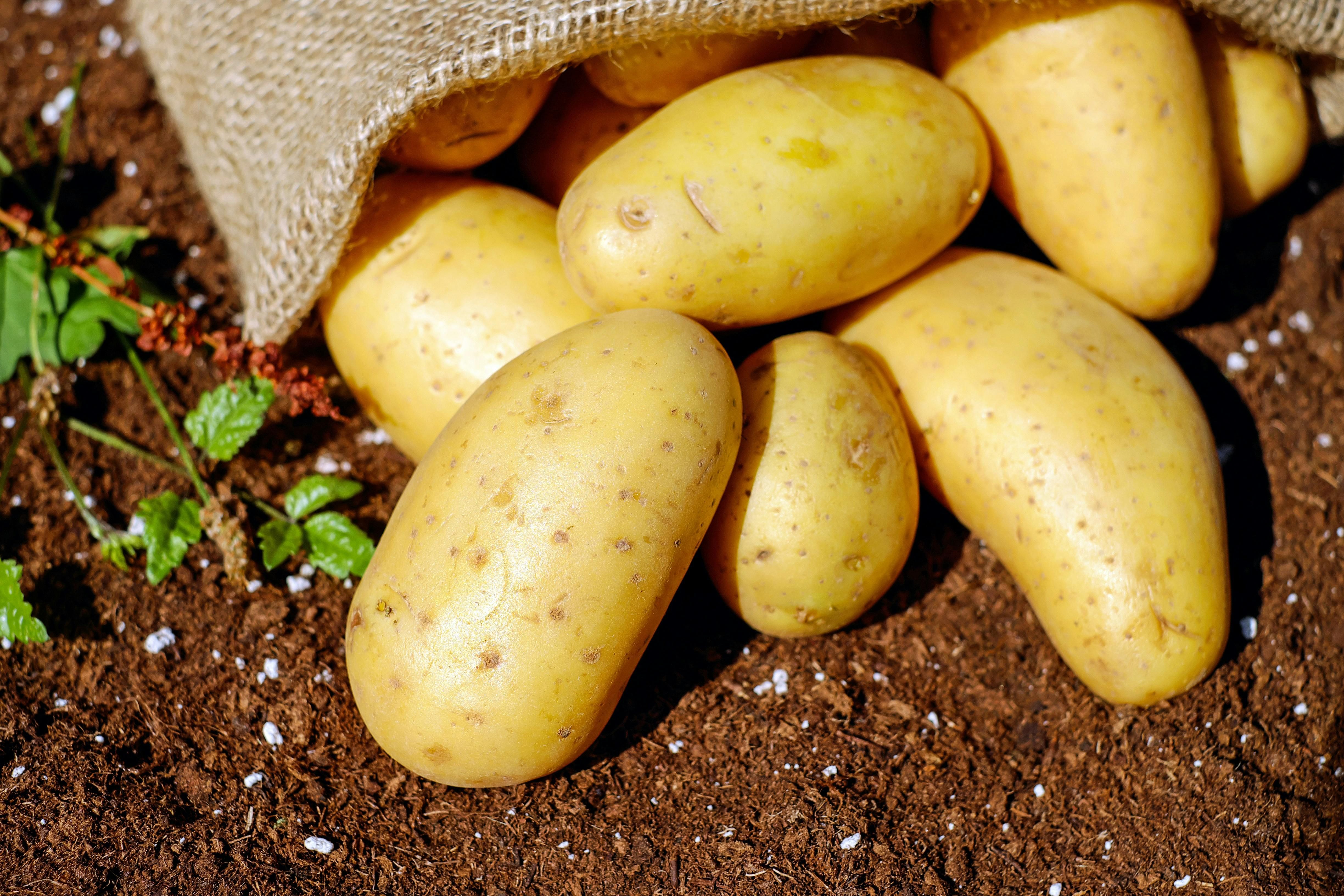 Возле картофеля можно сажать не все