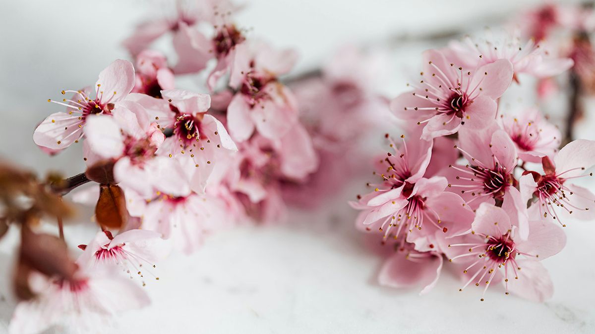 Когда именно надо сажать сакуру Когда именно надо сажать сакуру