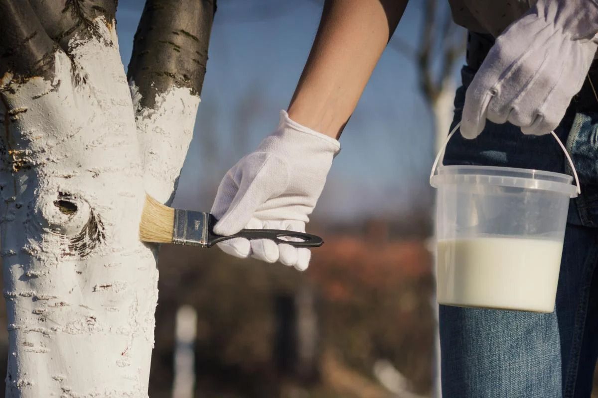 Чи можна білити дерева вапном - чим білити дерева весною - Поради Чи можна білити дерева вапном - чим білити дерева весною - Поради