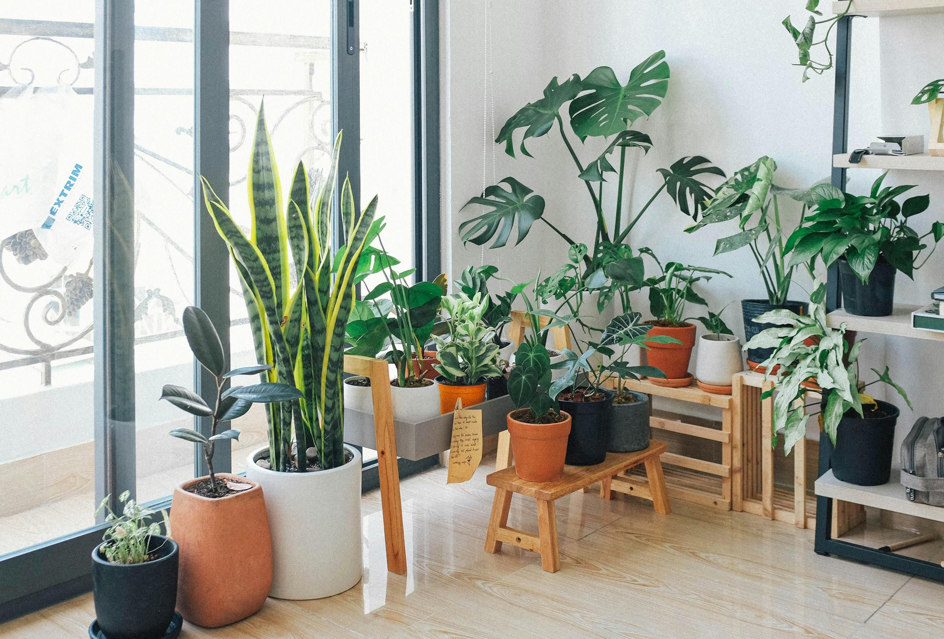 Кімнатні рослини корисні для самопочуття