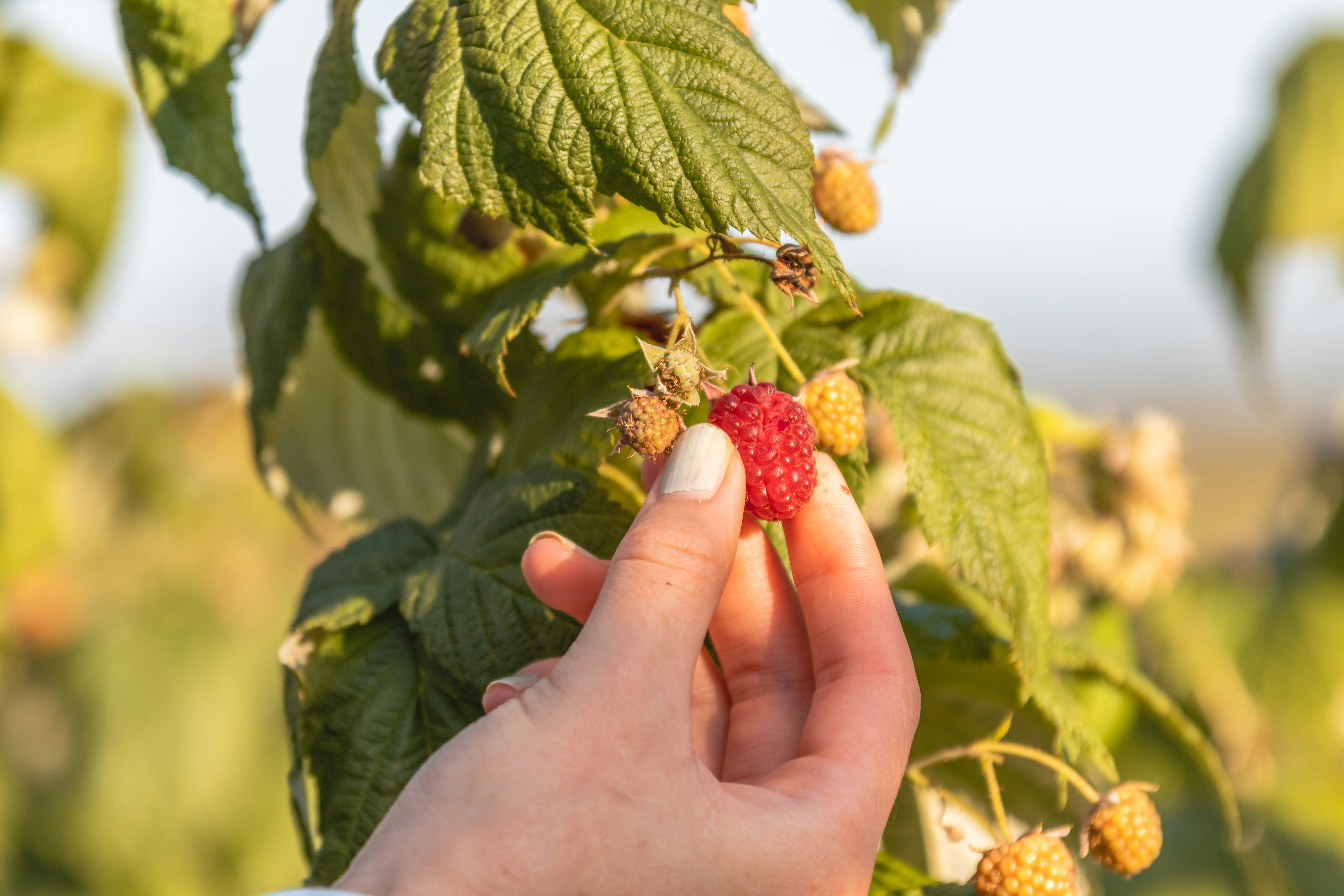 Що не можна садити поруч з малиною - дізнайтеся, як не загубити малину - Поради Що не можна садити поруч з малиною - дізнайтеся, як не загубити малину - Поради