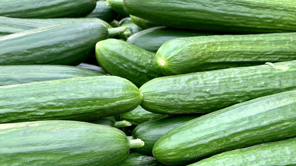 Названо час, коли можна сіяти огірки Названо час, коли можна сіяти огірки