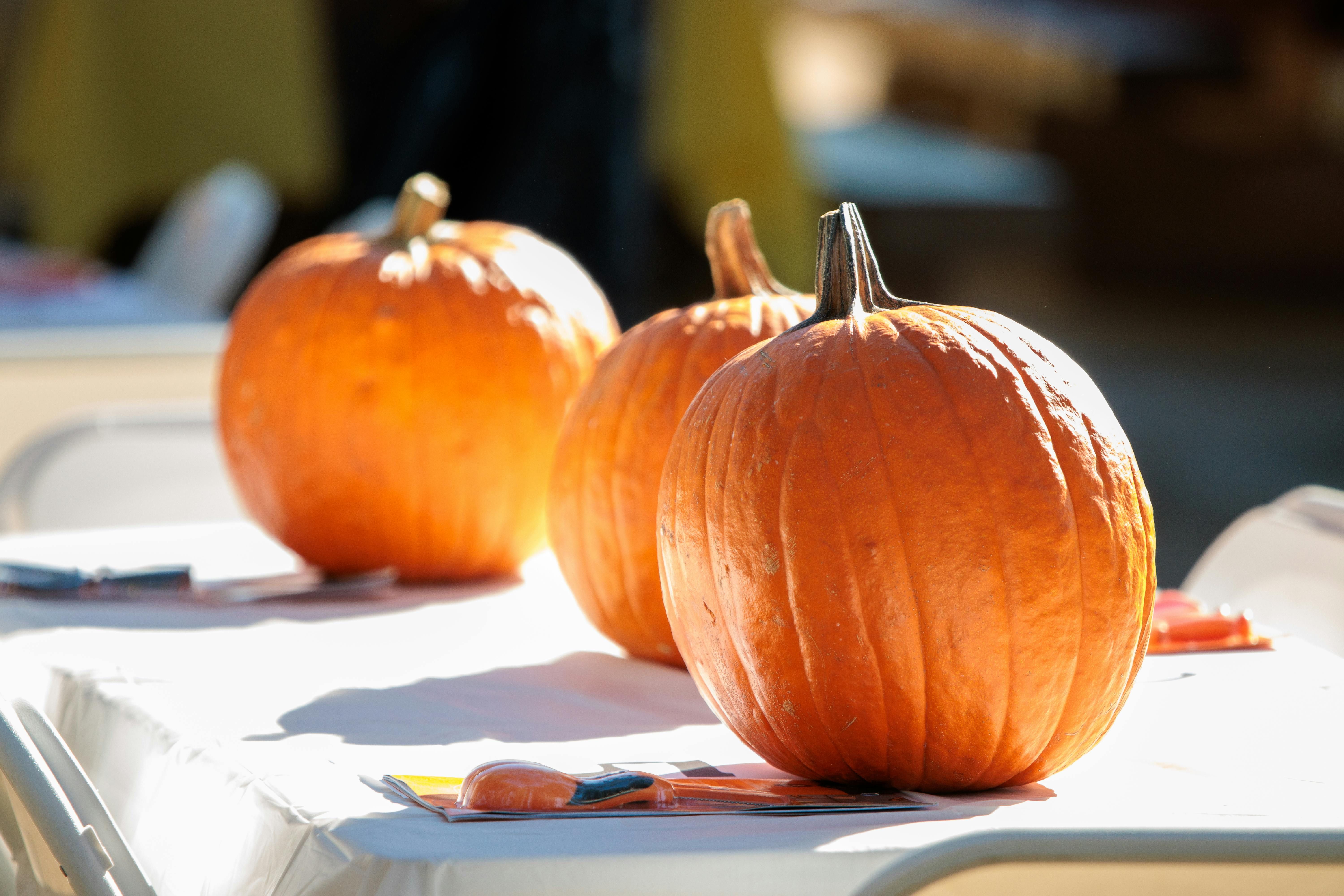 Тыквы нужно вовремя посадить Тыквы нужно вовремя посадить