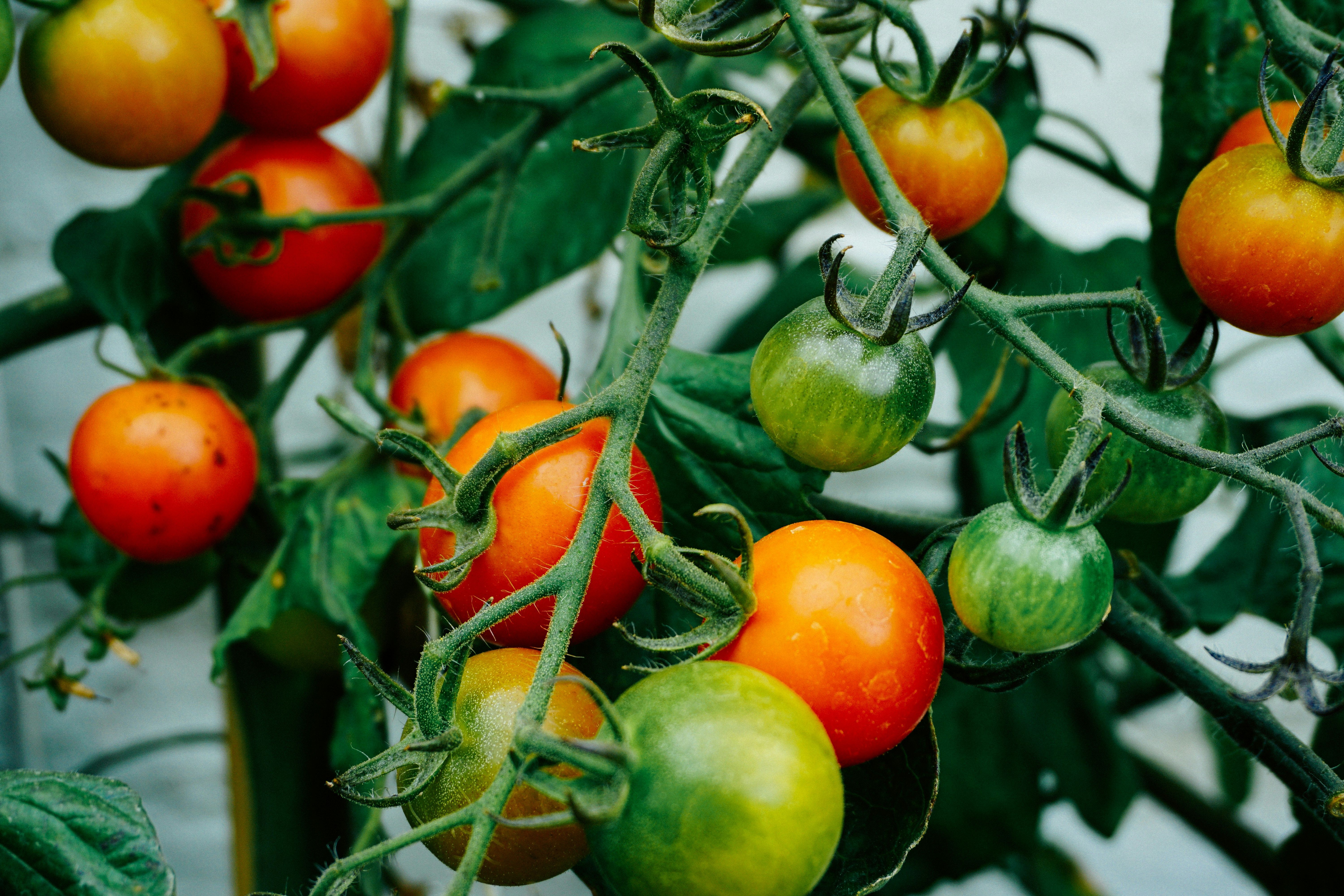 Коли не можна садити помідори - коли садити помідори на розсаду та в город у квітні 2024 - Поради