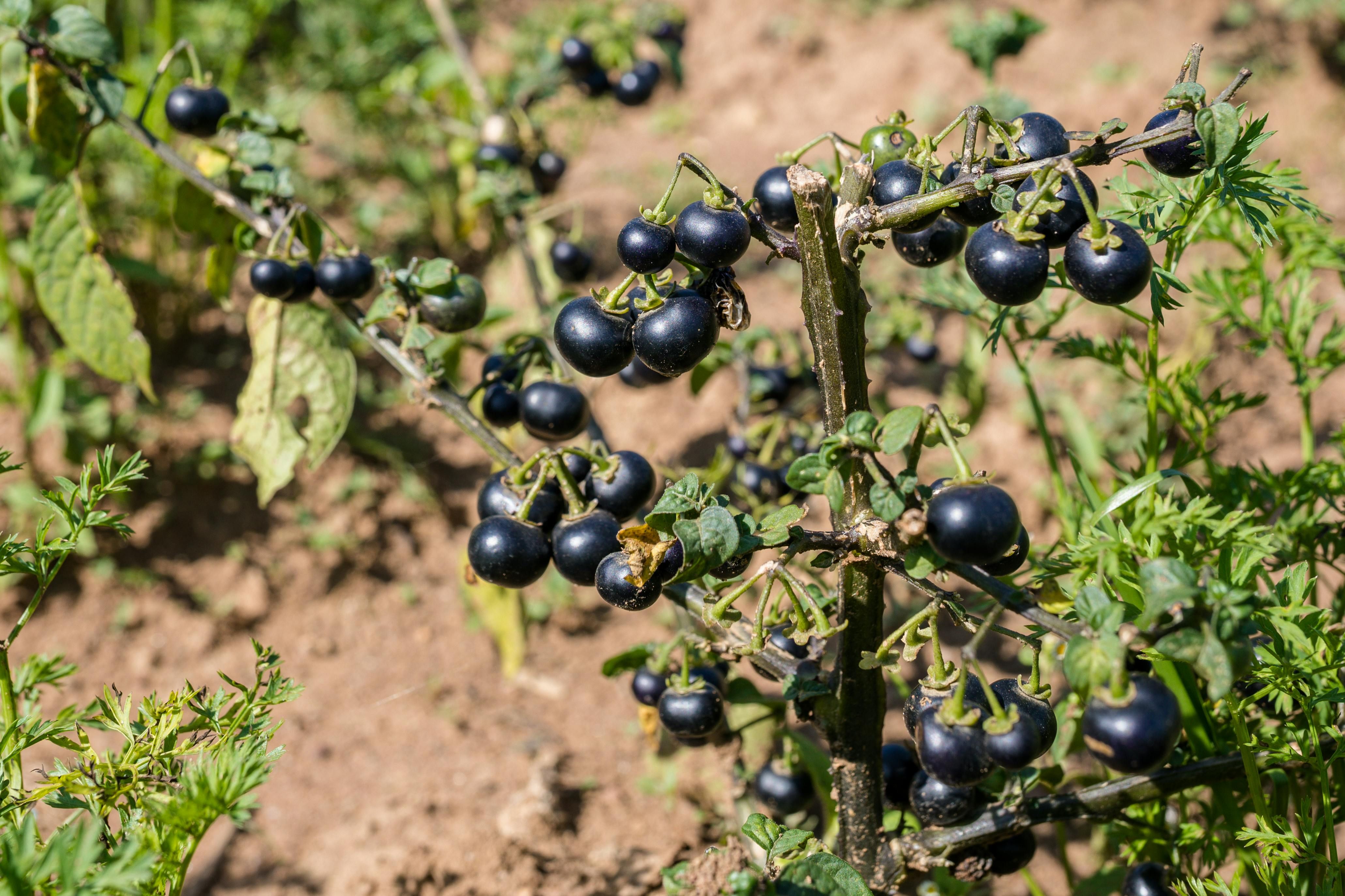 Смородину нужно подкармливать Смородину нужно подкармливать