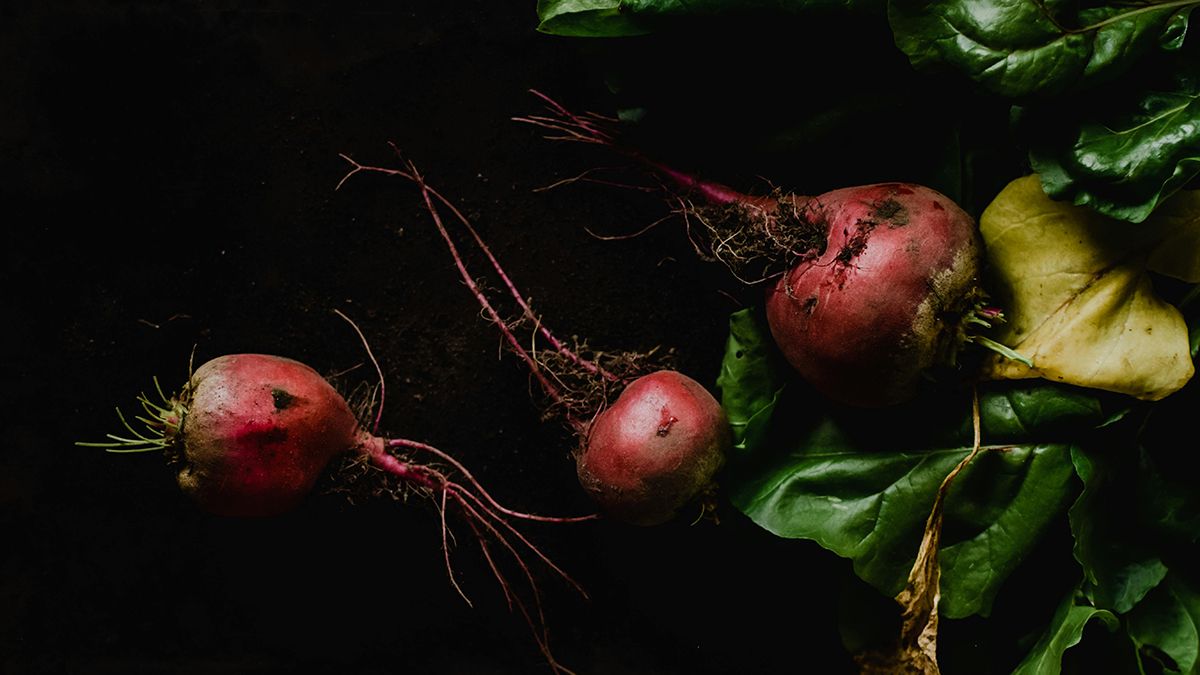 Сеять свеклу надо в апреле Сеять свеклу надо в апреле