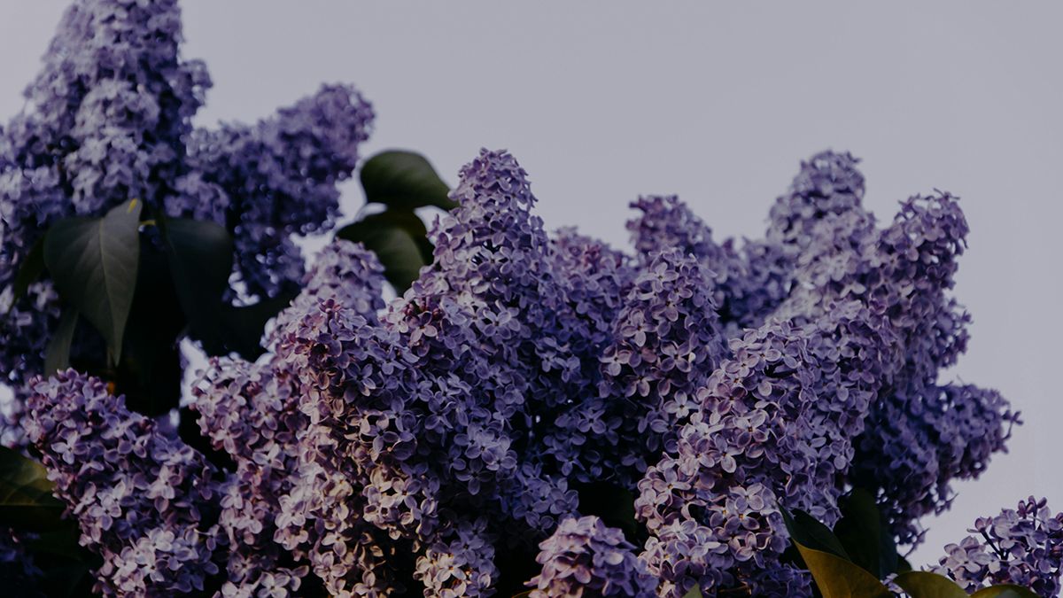 Что сделать для того, чтобы сирень дольше стояла Что сделать для того, чтобы сирень дольше стояла