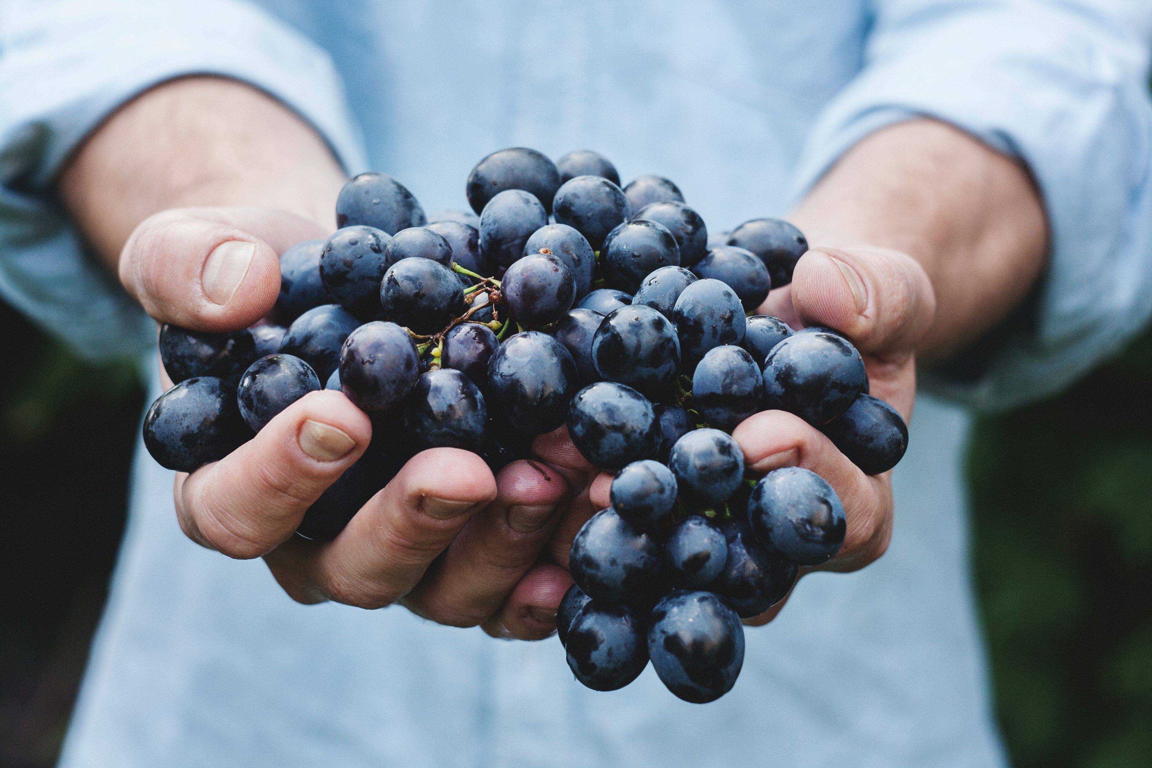 Чи можна білити виноград навесні - чим білити виноград - рецепти сумішей - Поради