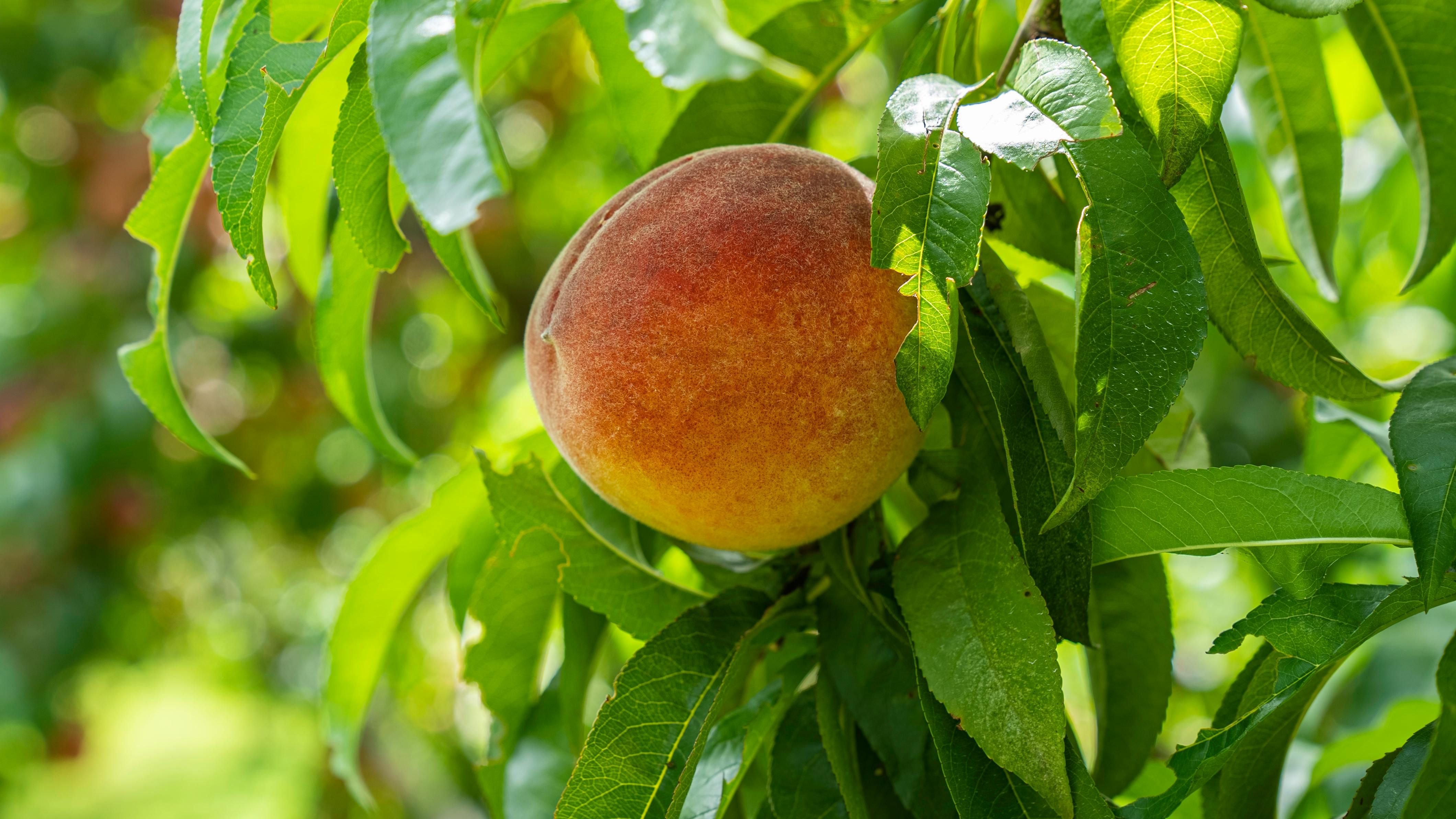 Персики потрібно обробляти після цвітіння