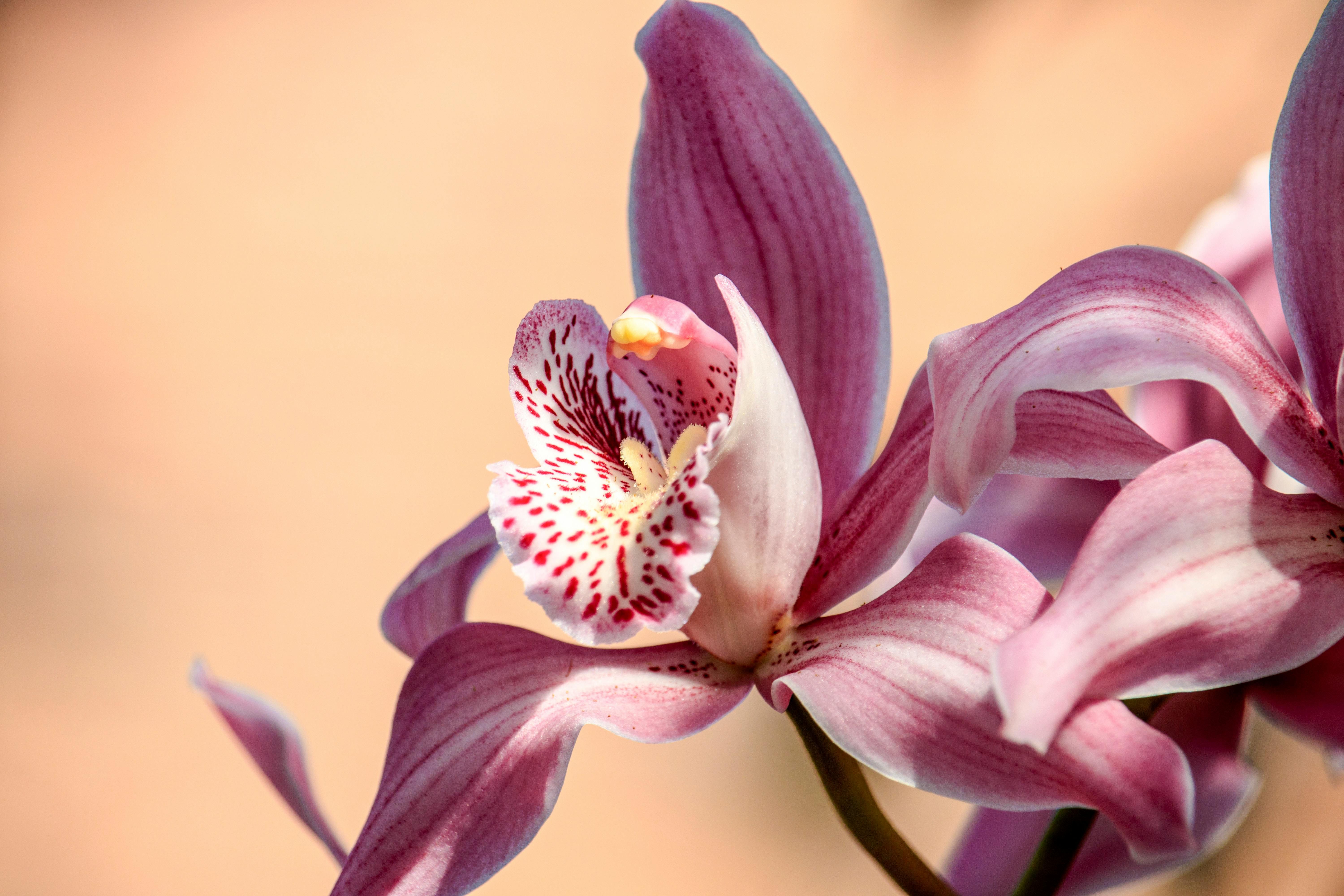 Орхидеи иногда не цветут