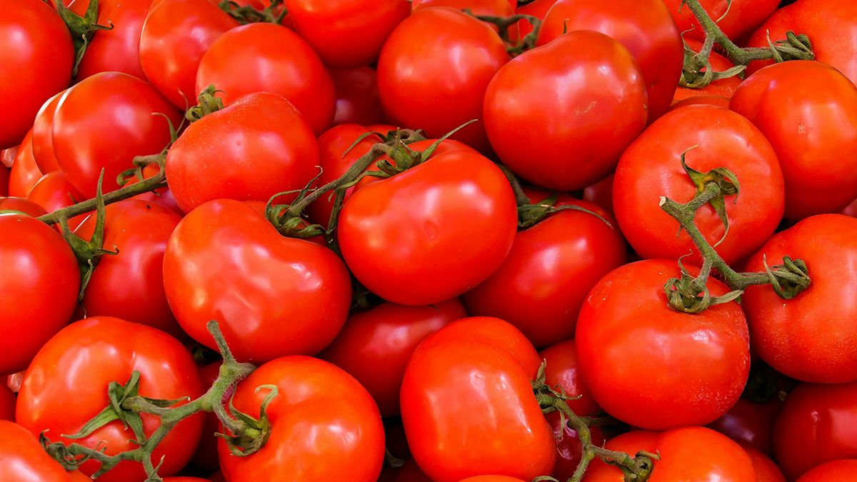 Поливати помідори треба з обережністю