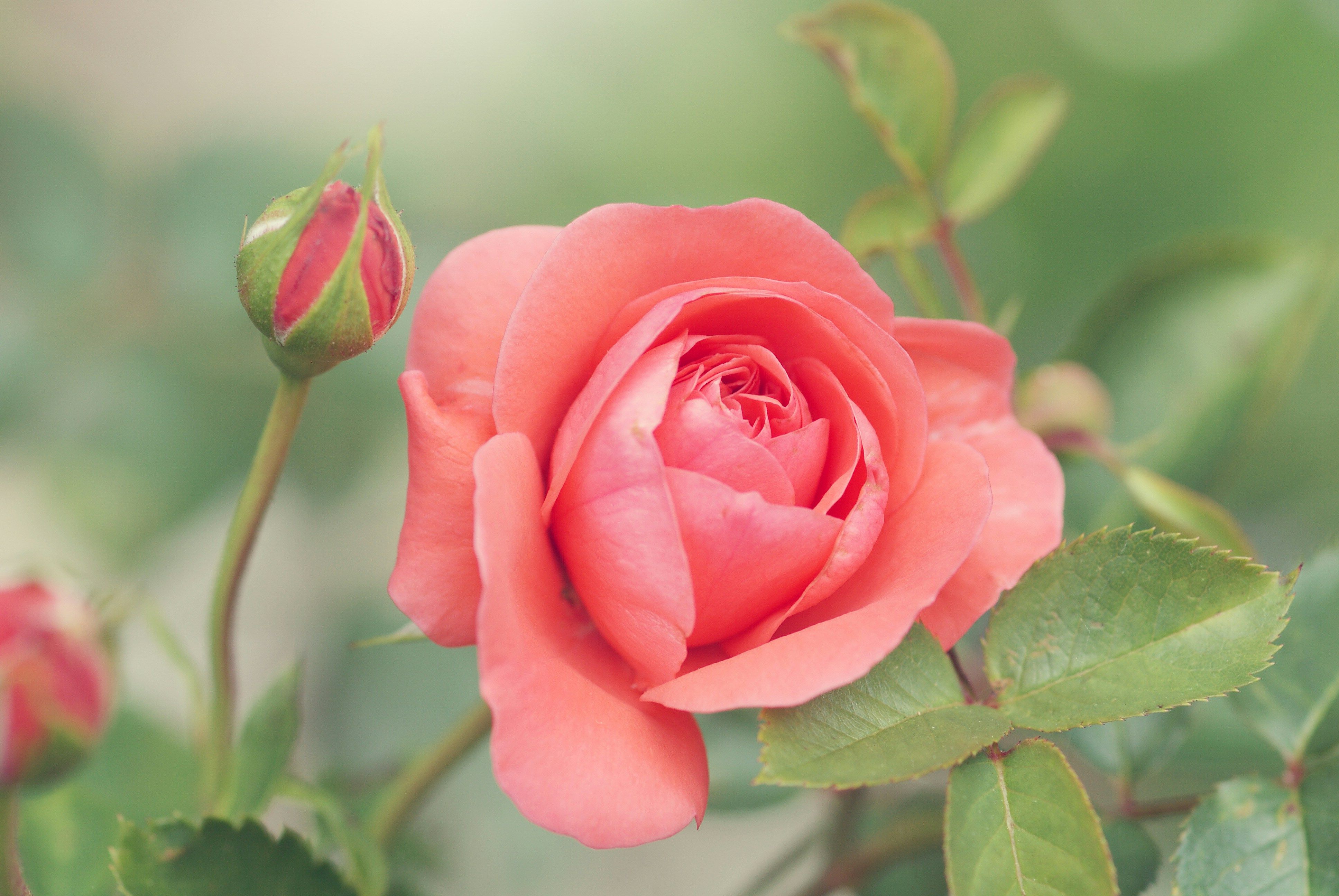 Чим можна підживити троянди - як доглядати за трояндами весною, щоб квітли - Поради