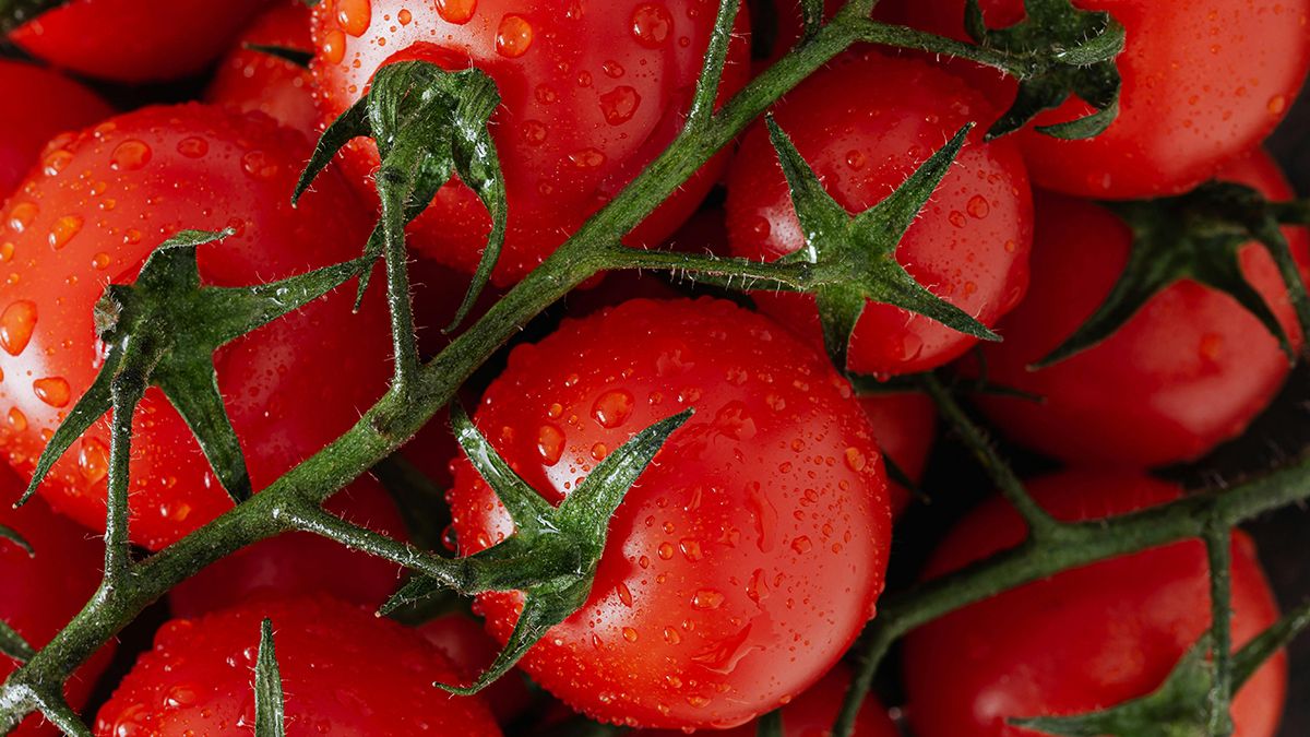 Відомо, чим треба підживлювати розаду помідорів
