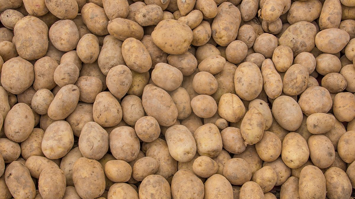 Картофель надо окучивать дважды Картофель надо окучивать дважды