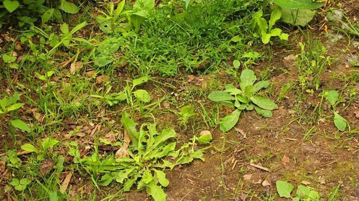 Названо методи, які знищать бур'яни Названо методи, які знищать бур'яни