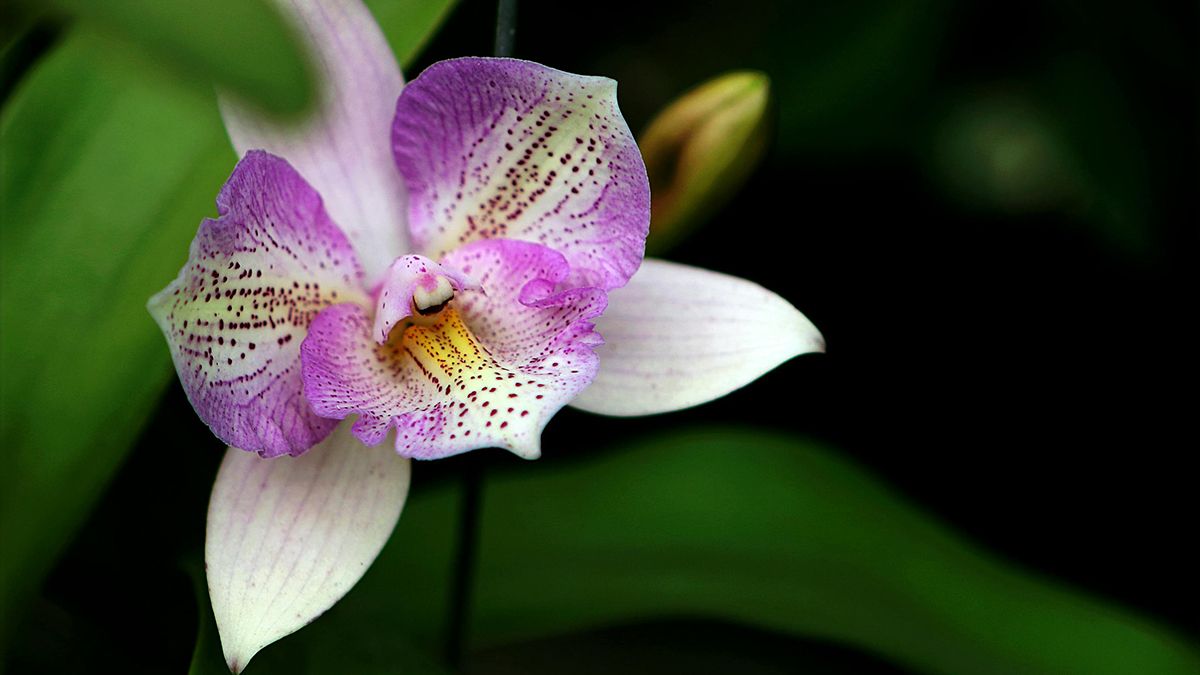 Важливо знати, чи можна підживлювати орхідеї під час цвітіння