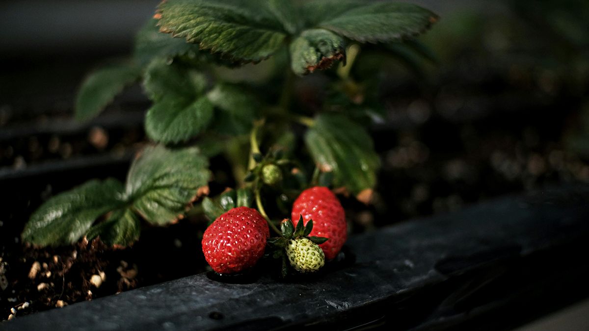Подкармливать клубнику надо золой Подкармливать клубнику надо золой