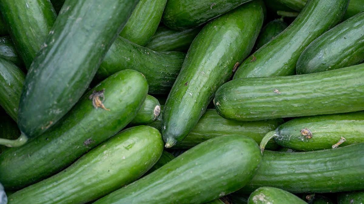 Огірки треба підливати, щоб наситити їх водою Огірки треба підливати, щоб наситити їх водою