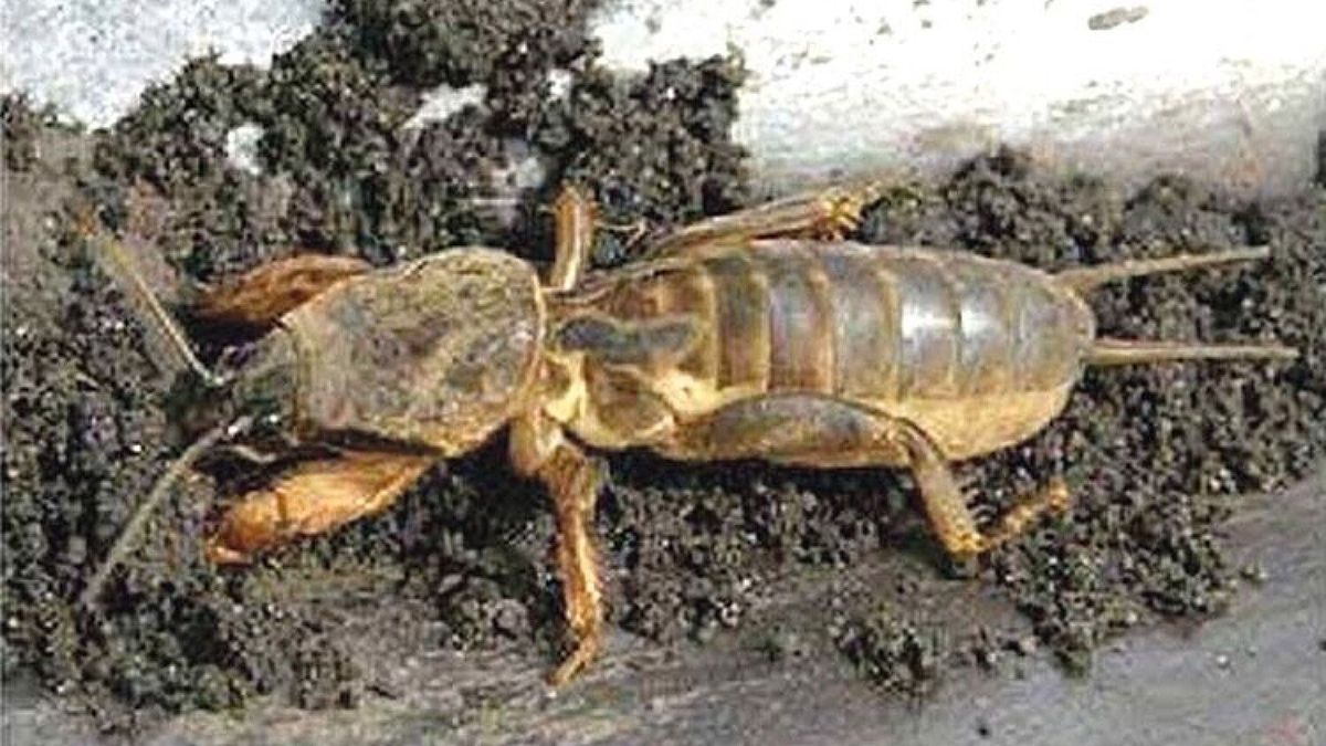 Є кілька методів, щоб позбутися від ведмедки Є кілька методів, щоб позбутися від ведмедки