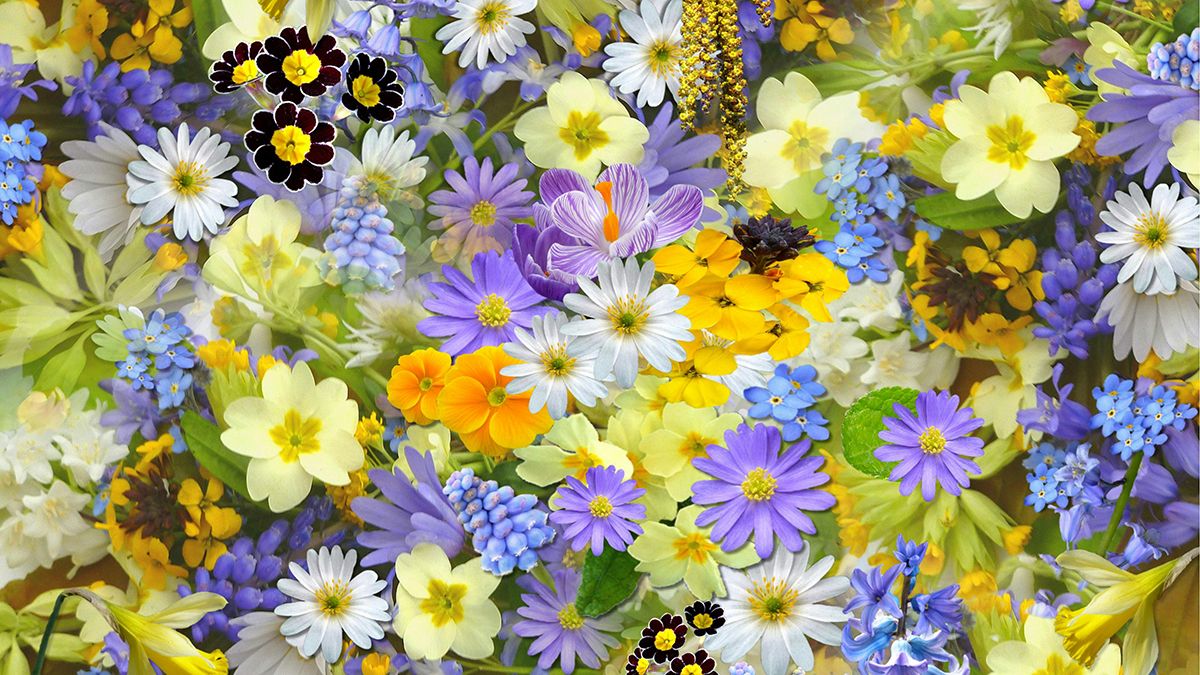 Названы цветы, которые надо посадить в мае Названы цветы, которые надо посадить в мае