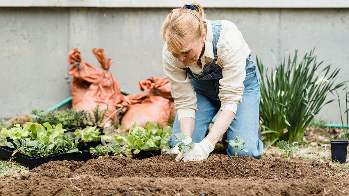 Народные методы подкормки рассады Народные методы подкормки рассады