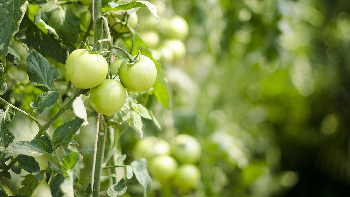 Названо овочі, які можна садити в Чистий четвер Названо овочі, які можна садити в Чистий четвер