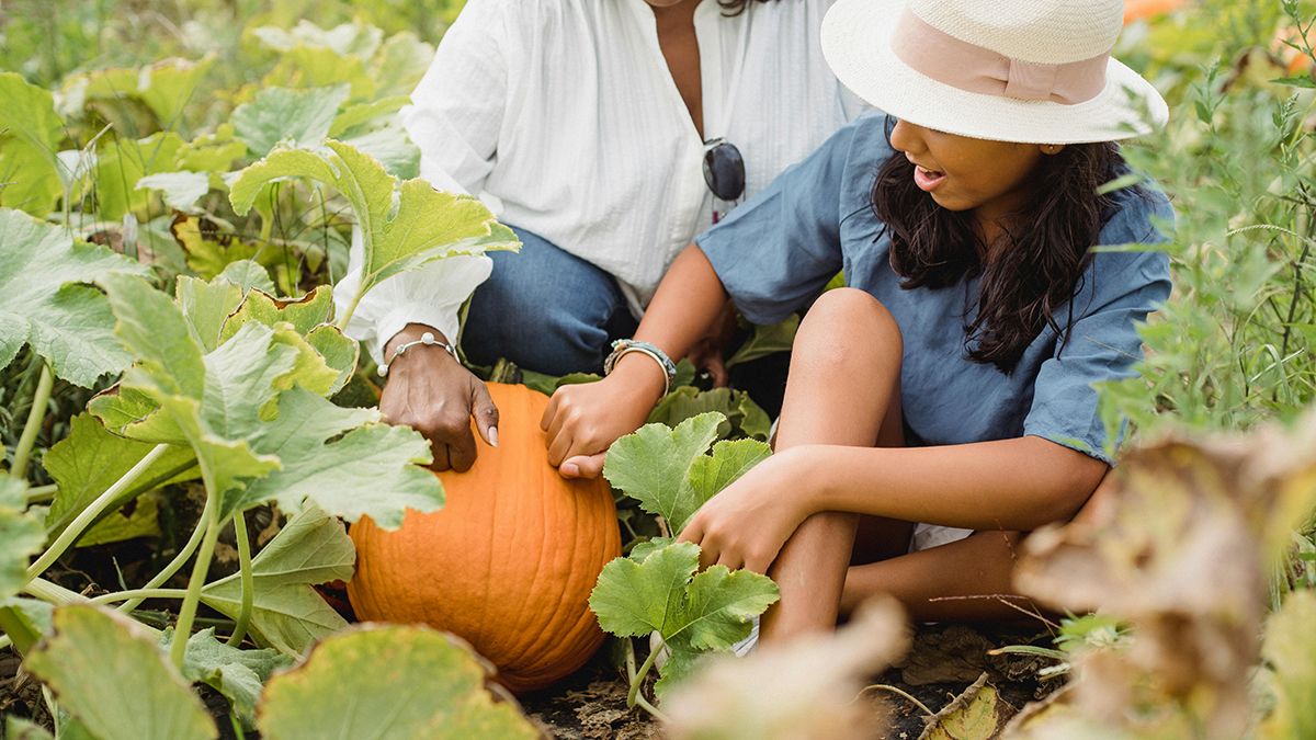 Названо правила вирощування гарбуза Названо правила вирощування гарбуза