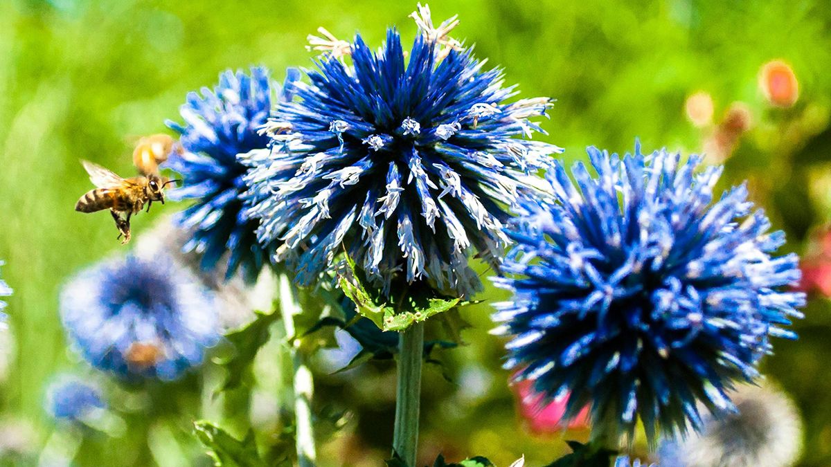 3 вида цветов, которые можно посадить после Пасхи 3 вида цветов, которые можно посадить после Пасхи