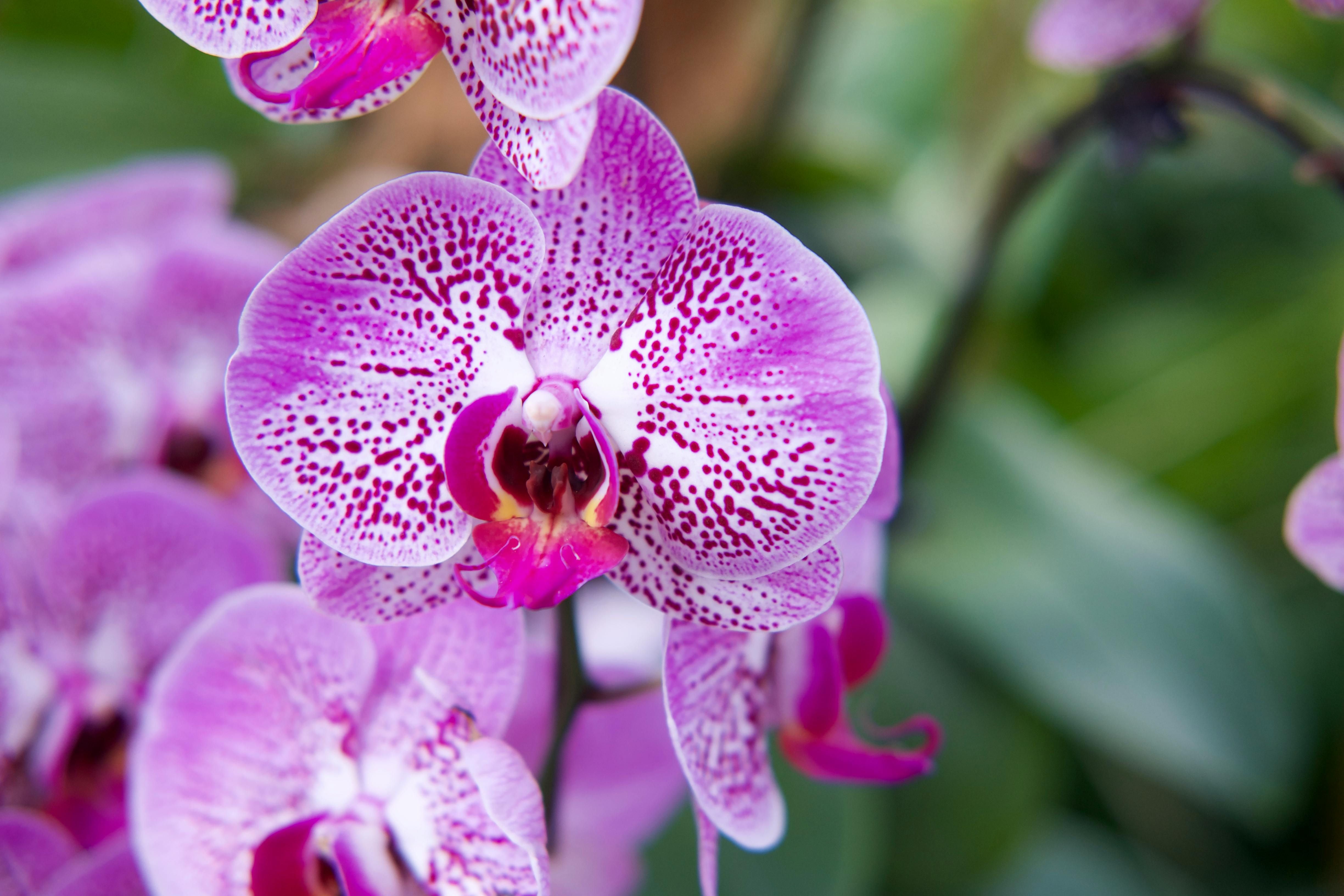 Орхидеи нуждаются в правильном уходе