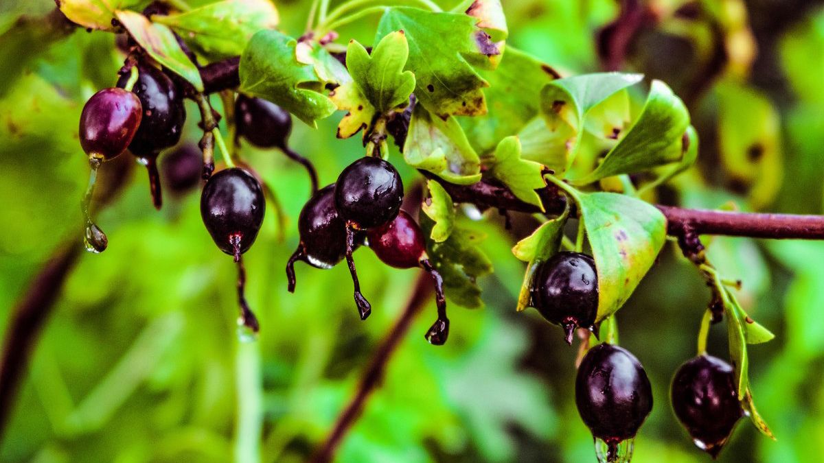 Самые лучшие подкормки для смородины Самые лучшие подкормки для смородины