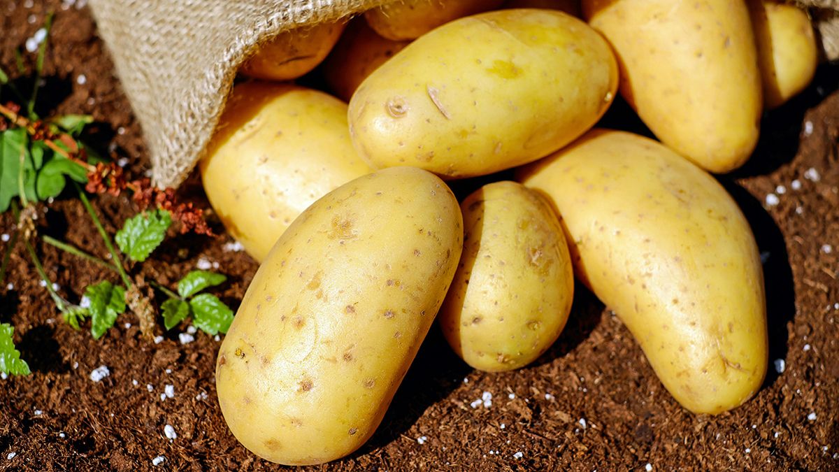 Во время посадки картофеля стоит вносить удобрения