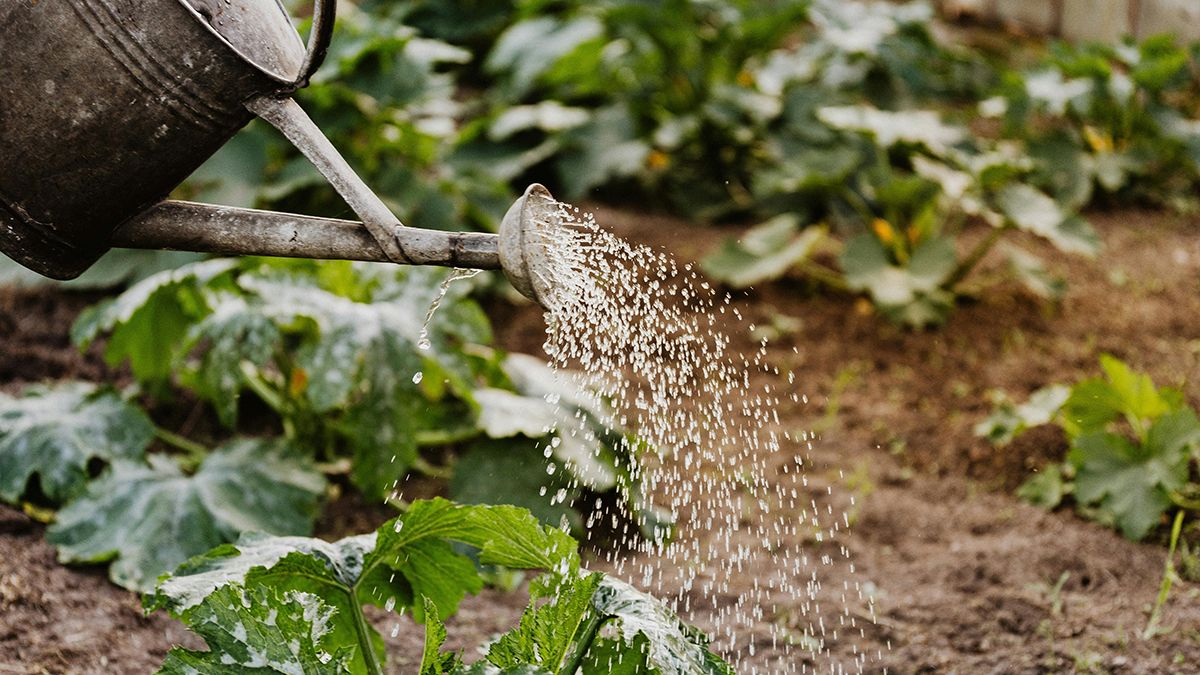Як часто треба поливати рослини на городі