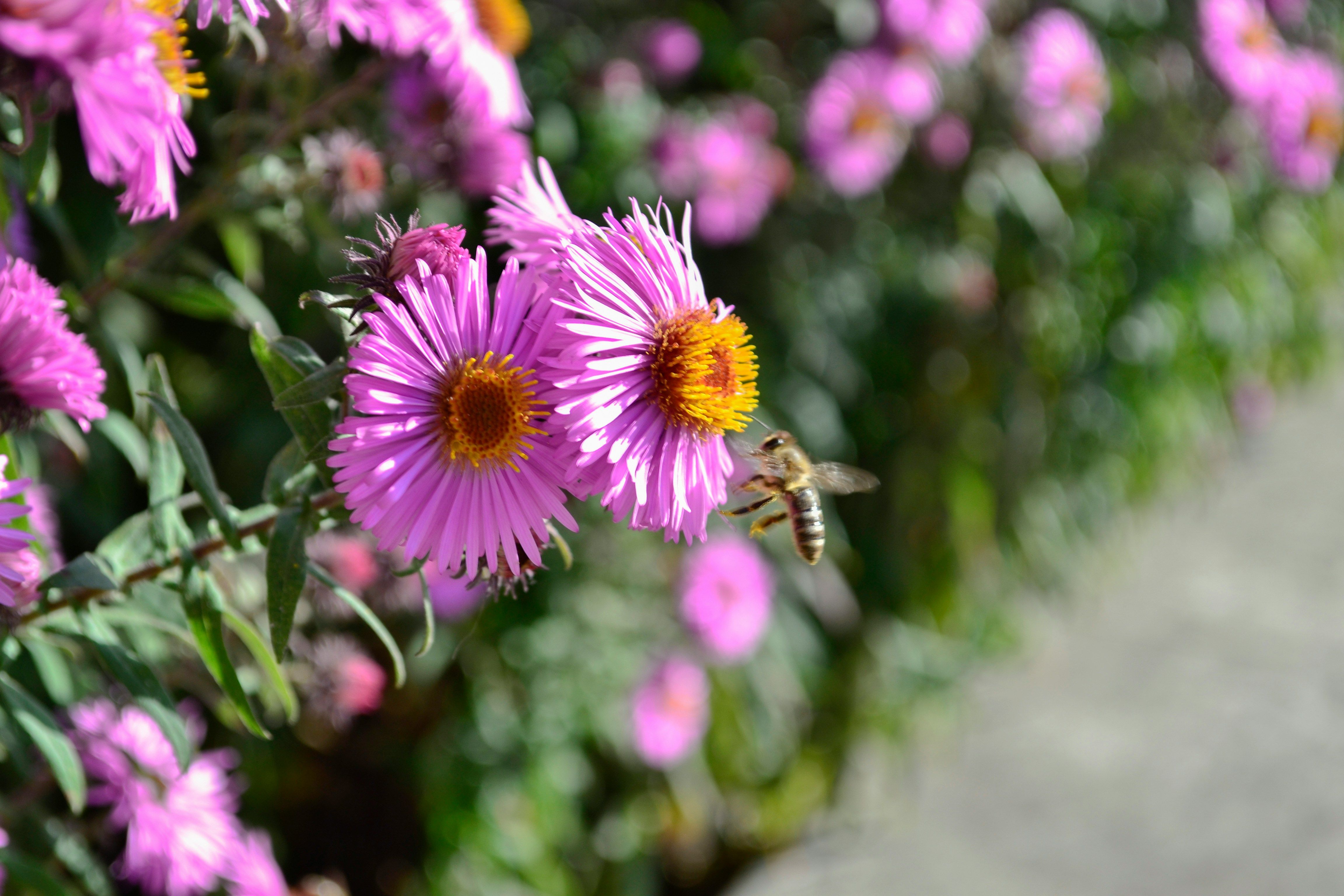 Навесні потрібно проводити обрізки Навесні потрібно проводити обрізки