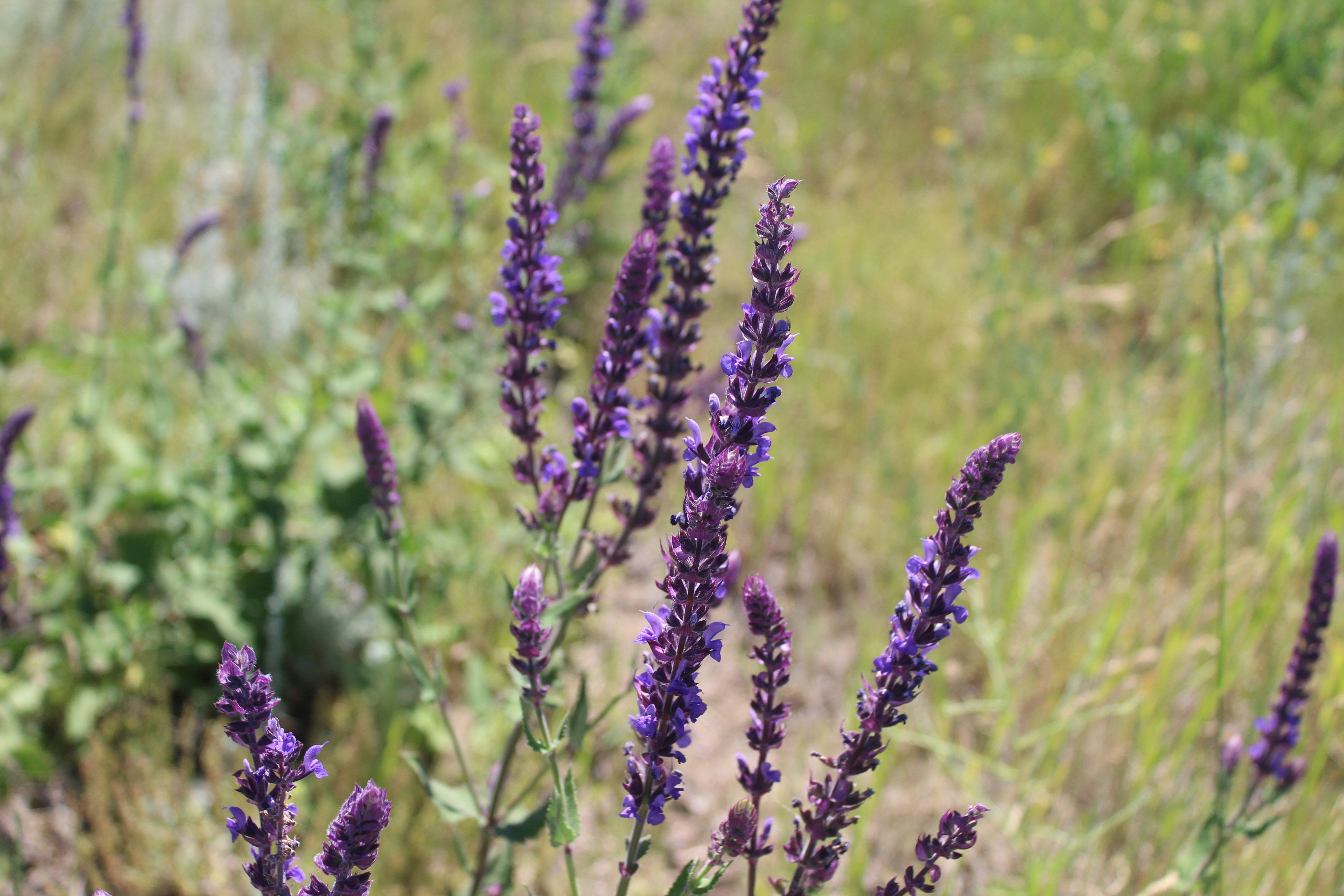 Цветы и растения можно сушить для чая Цветы и растения можно сушить для чая