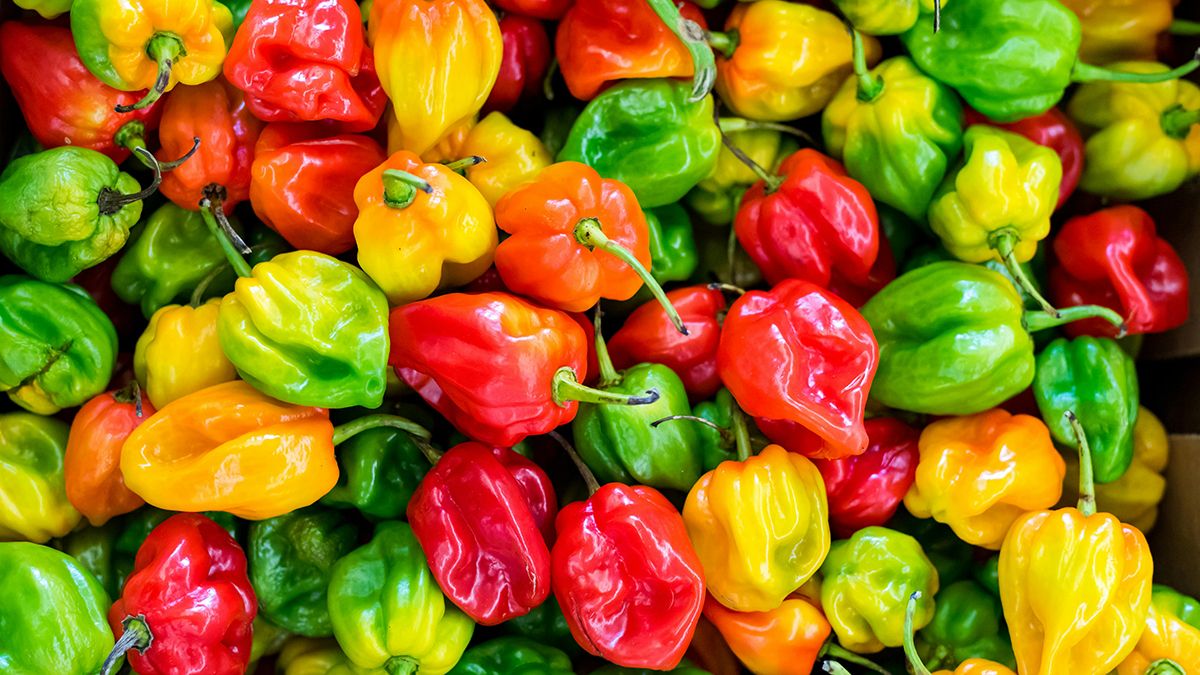 Названо время для пикирования перца Названо время для пикирования перца