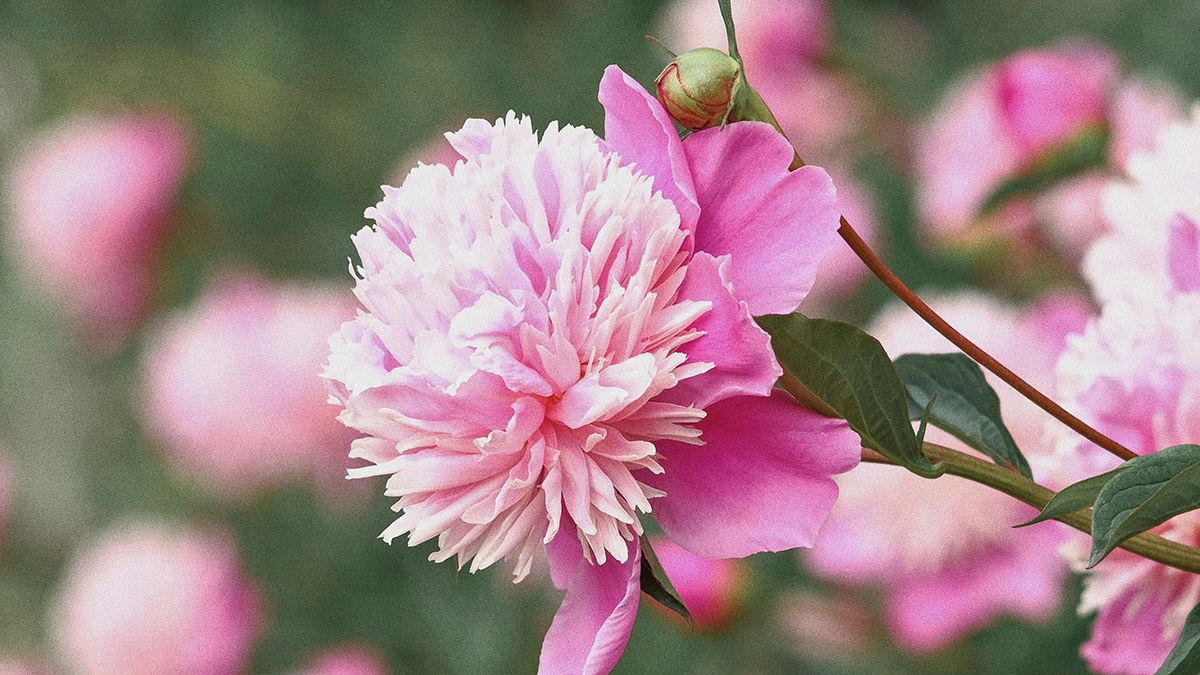 Советы, которые помогут пионам дольше стоять Советы, которые помогут пионам дольше стоять