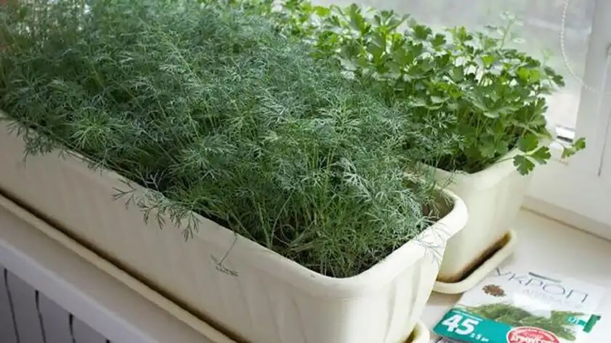 Вырастить зелень на подоконнике достаточно легко Вырастить зелень на подоконнике достаточно легко