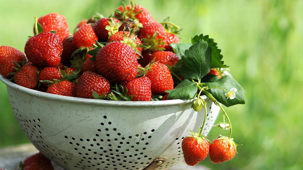 Названа лучшая подкормка для клубники в мае Названа лучшая подкормка для клубники в мае