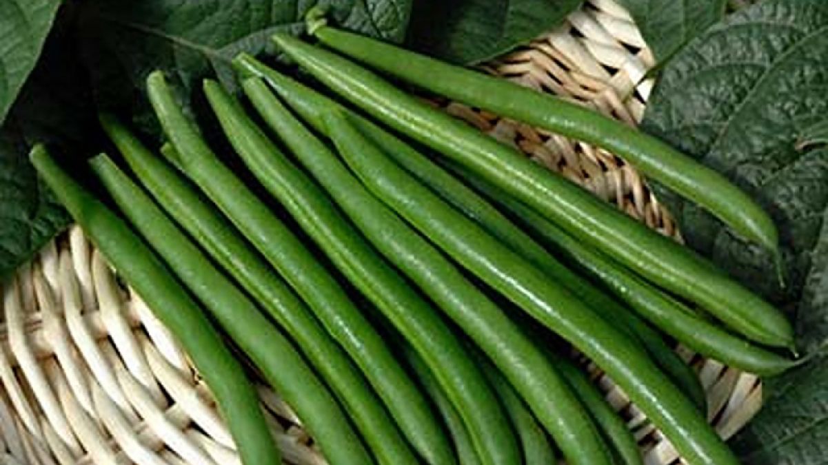 Квасолю треба садити тоді, коли прогріється температура Квасолю треба садити тоді, коли прогріється температура