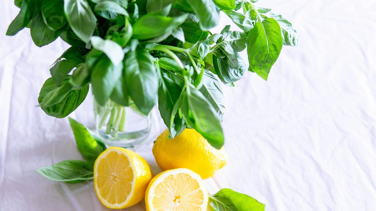 Базилік можна виростити на підвіконні Базилік можна виростити на підвіконні