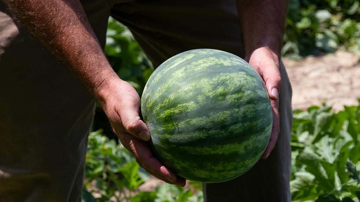 Встигніть посадити кавуни у травні Встигніть посадити кавуни у травні