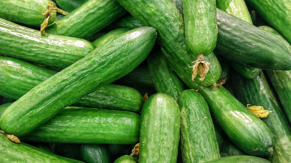 Названа лучшая подкормка для огурцов Названа лучшая подкормка для огурцов