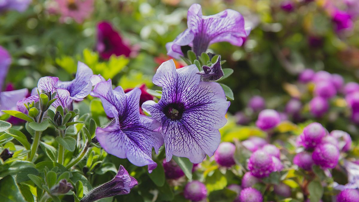 Названы лучшие цветы для посадки в горшках Названы лучшие цветы для посадки в горшках