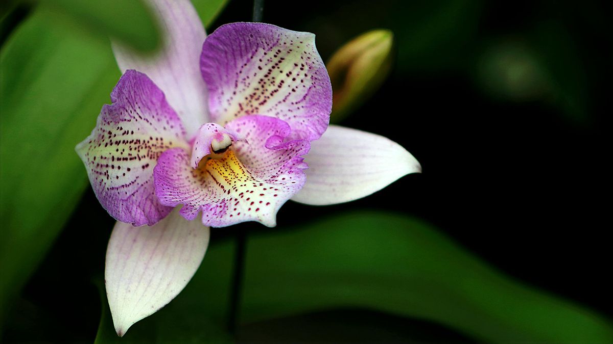 Орхідея може розквітнути завдяки одному методу