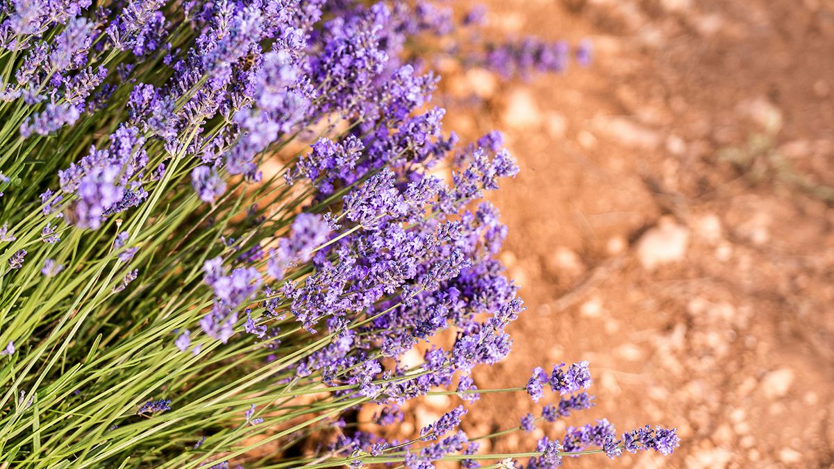 Лаванда потішить корисними властивостями Лаванда потішить корисними властивостями