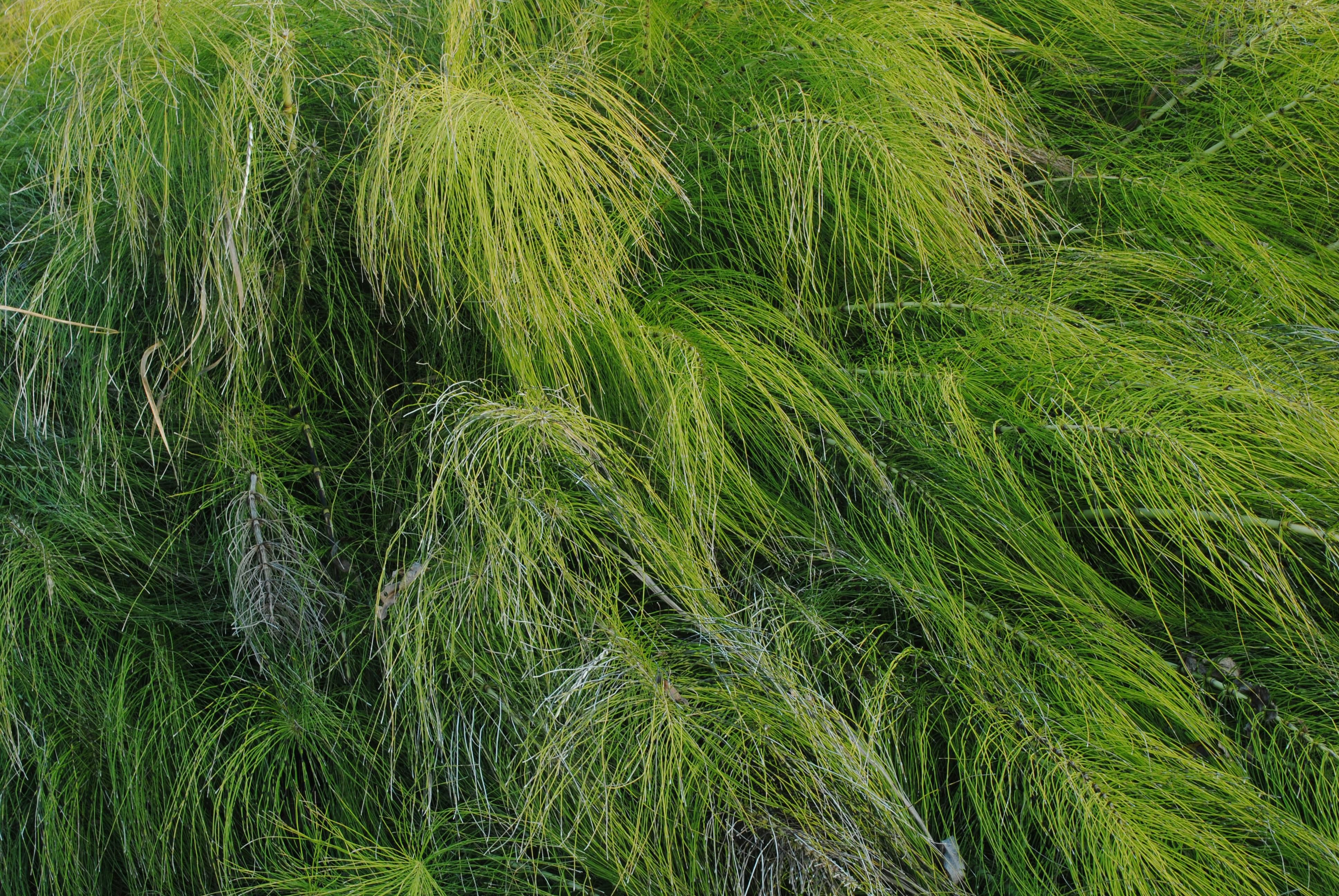 Хвощ потрібно прибрати з городу Хвощ потрібно прибрати з городу